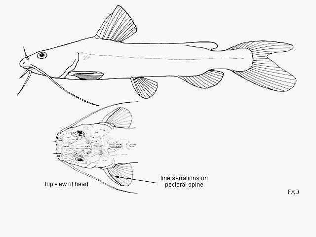 Bathybagrus stappersii (Boulenger, 1917)